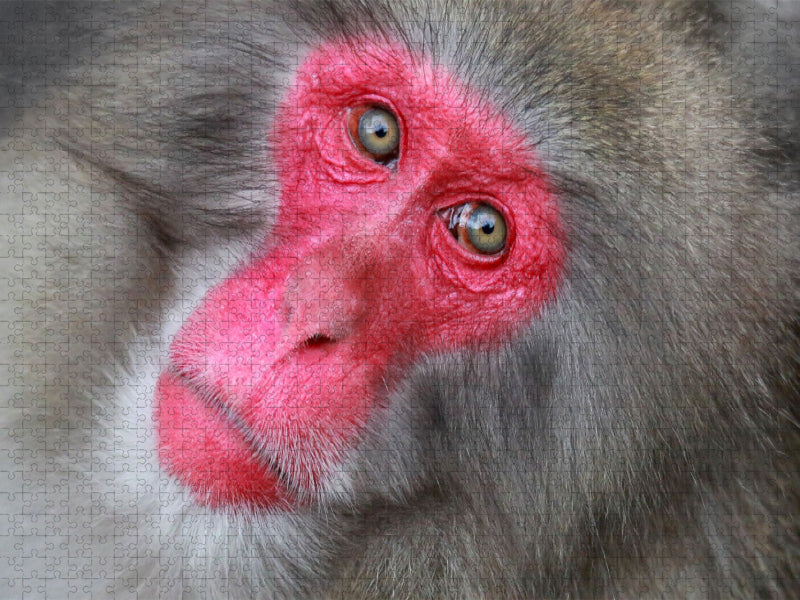 ROTGESICHTSMAKAK, JAPANMAKAK, SCHNEEAFFE - CALVENDO Foto-Puzzle'