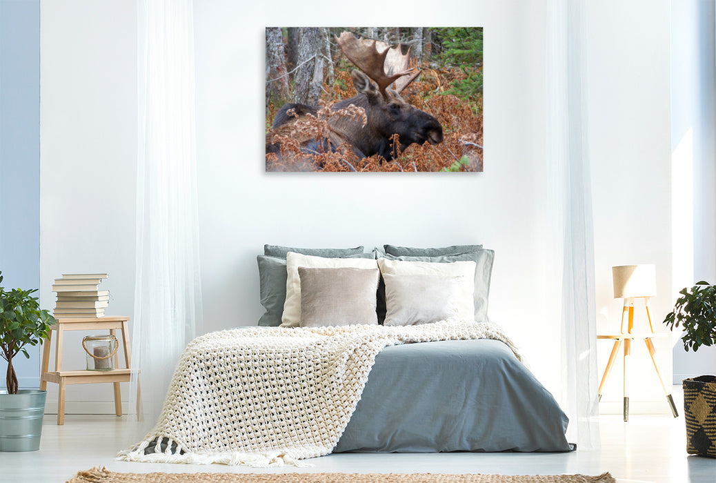 Premium textile canvas Premium textile canvas 120 cm x 80 cm landscape Moose · Cape Breton Higlands National Park 