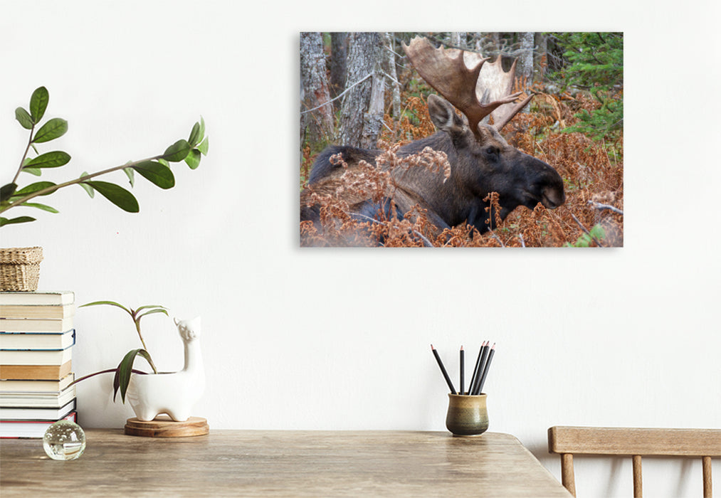 Premium Textil-Leinwand Premium Textil-Leinwand 120 cm x 80 cm quer Moose · Cape Breton Higlands National Park