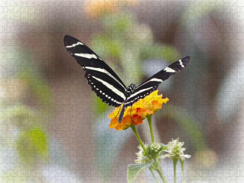 Zebra butterfly (Heliconius charitonius) - CALVENDO photo puzzle 