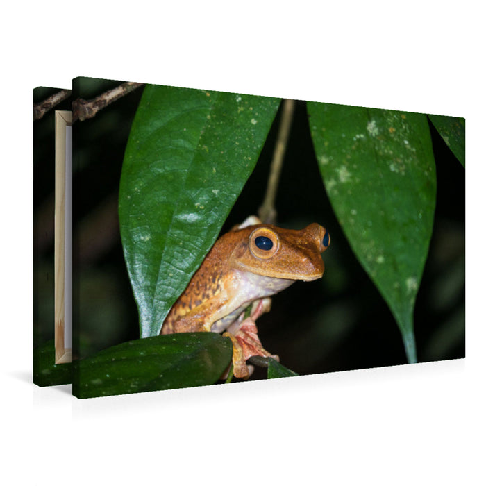 Premium Textil-Leinwand Frosch
