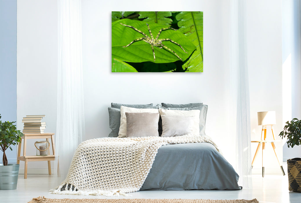Premium textile canvas Premium textile canvas 120 cm x 80 cm landscape Spider from the jungle of Borneo, Indonesia 