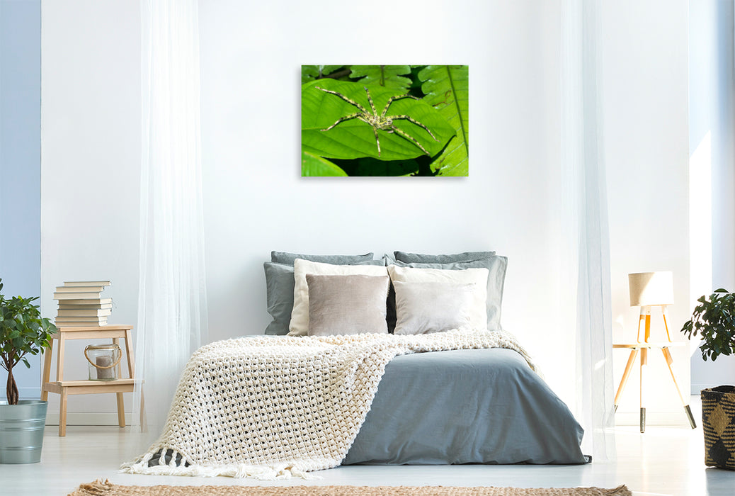 Premium textile canvas Premium textile canvas 120 cm x 80 cm landscape Spider from the jungle of Borneo, Indonesia 