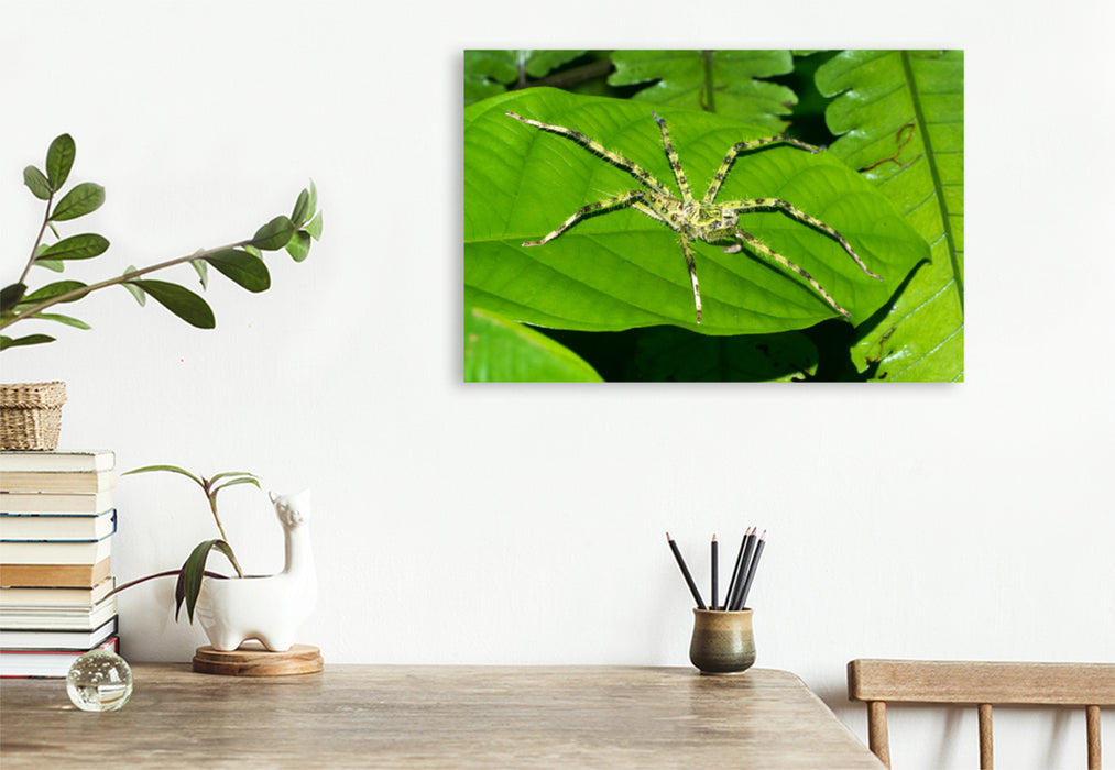 Premium textile canvas Premium textile canvas 120 cm x 80 cm landscape Spider from the jungle of Borneo, Indonesia 