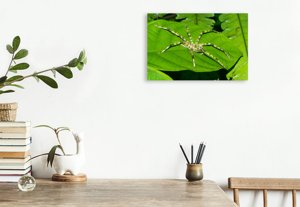 Premium textile canvas Premium textile canvas 120 cm x 80 cm landscape Spider from the jungle of Borneo, Indonesia 