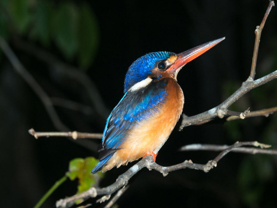 Kingfisher aus dem Dschungel von Borneo, Indonesien - CALVENDO Foto-Puzzle'