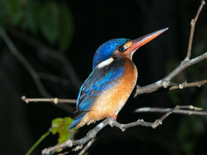 Kingfisher aus dem Dschungel von Borneo, Indonesien - CALVENDO Foto-Puzzle'