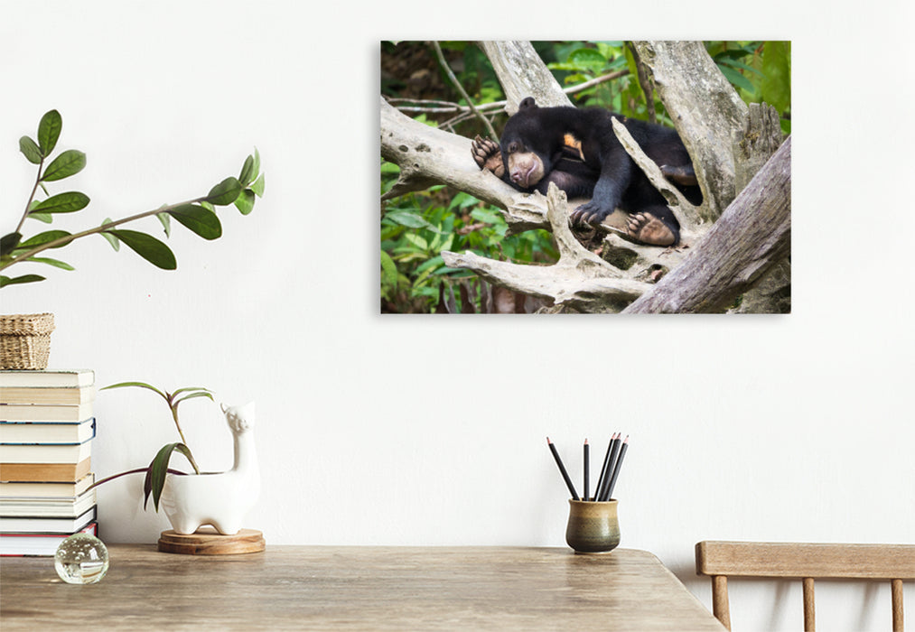 Premium textile canvas Premium textile canvas 120 cm x 80 cm landscape Sun bear from the jungle of Borneo, Indonesia 