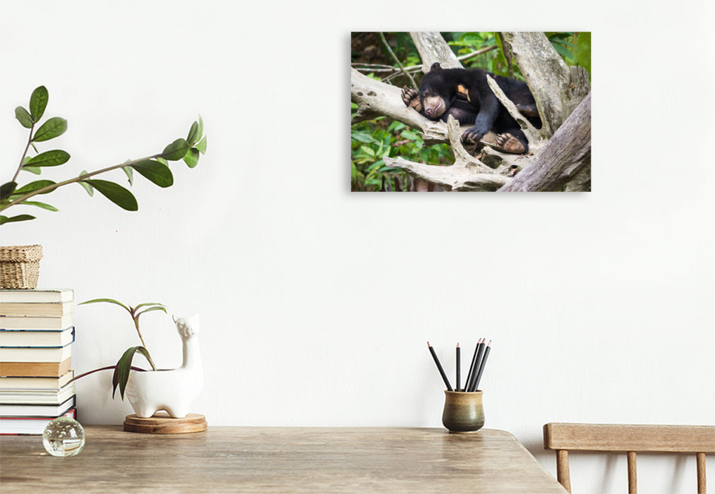 Premium textile canvas Premium textile canvas 120 cm x 80 cm landscape Sun bear from the jungle of Borneo, Indonesia 