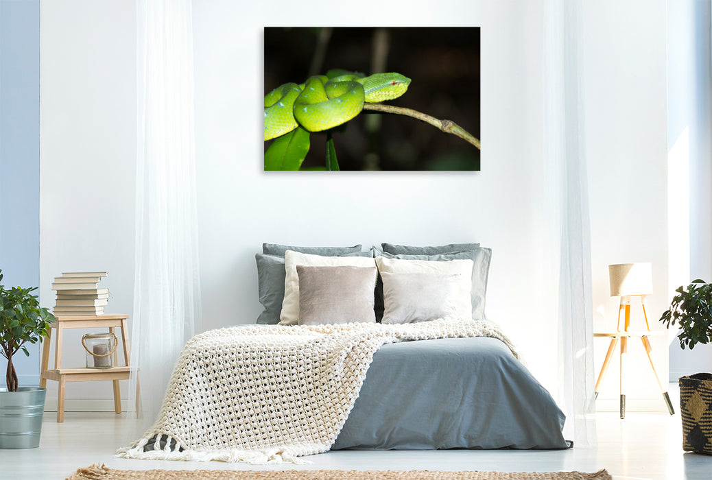 Premium textile canvas Premium textile canvas 120 cm x 80 cm landscape Viper from the jungle of Borneo, Indonesia 