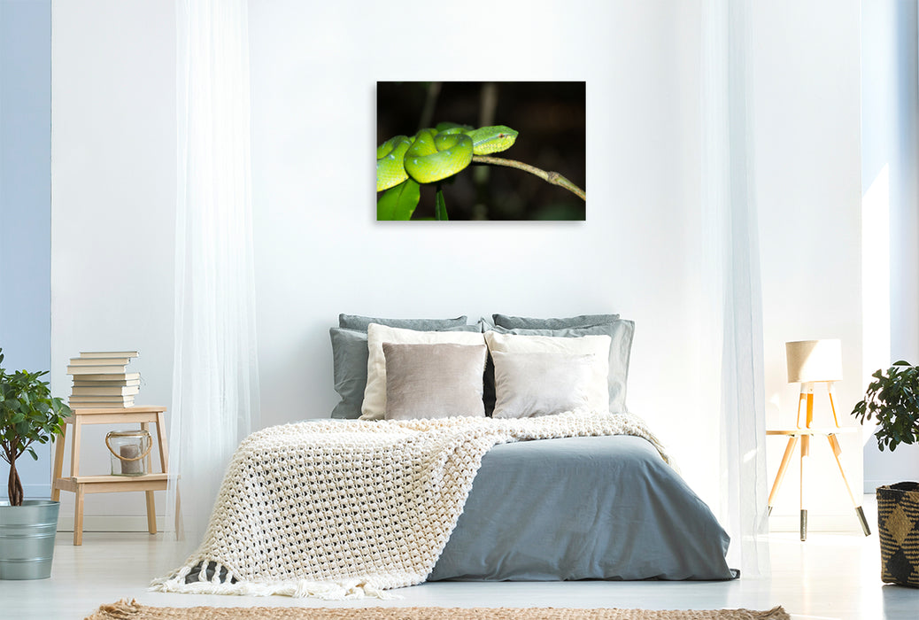 Premium textile canvas Premium textile canvas 120 cm x 80 cm landscape Viper from the jungle of Borneo, Indonesia 