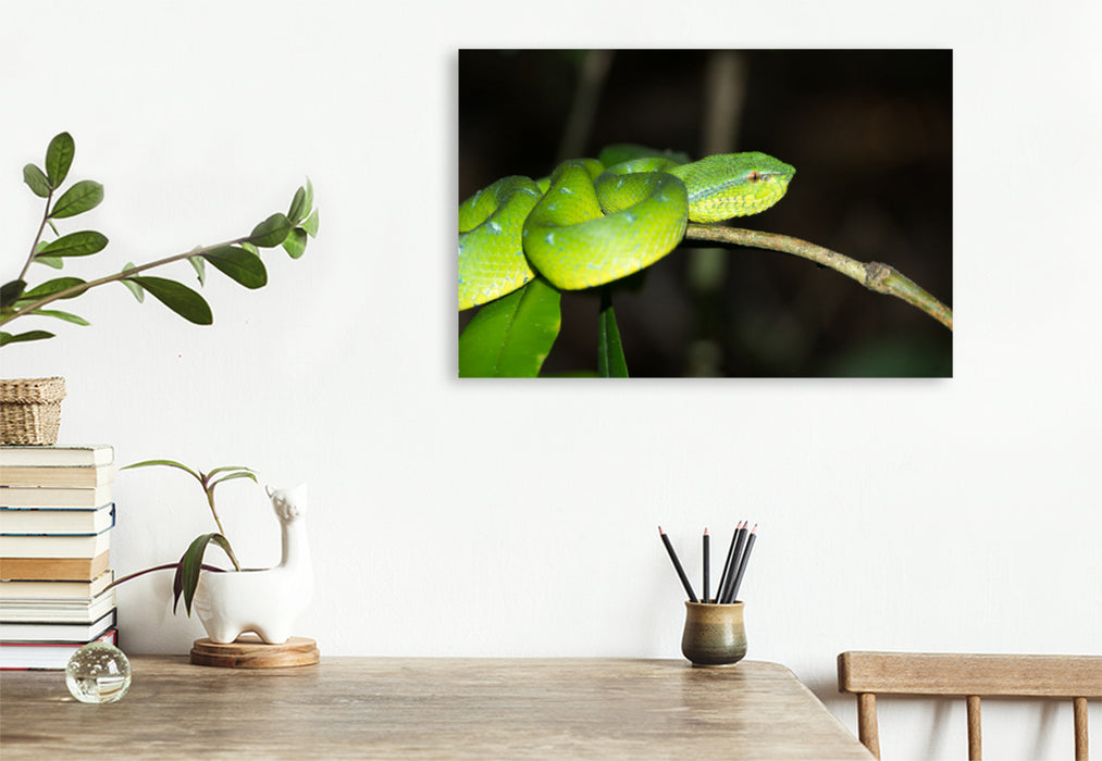 Premium textile canvas Premium textile canvas 120 cm x 80 cm landscape Viper from the jungle of Borneo, Indonesia 