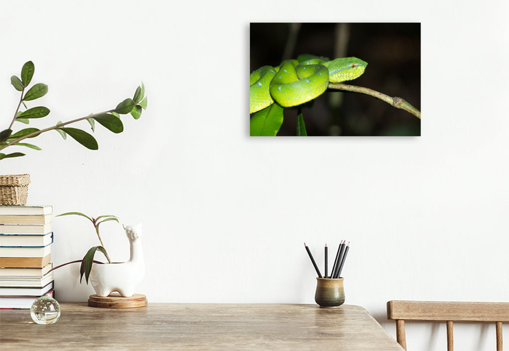 Premium textile canvas Premium textile canvas 120 cm x 80 cm landscape Viper from the jungle of Borneo, Indonesia 