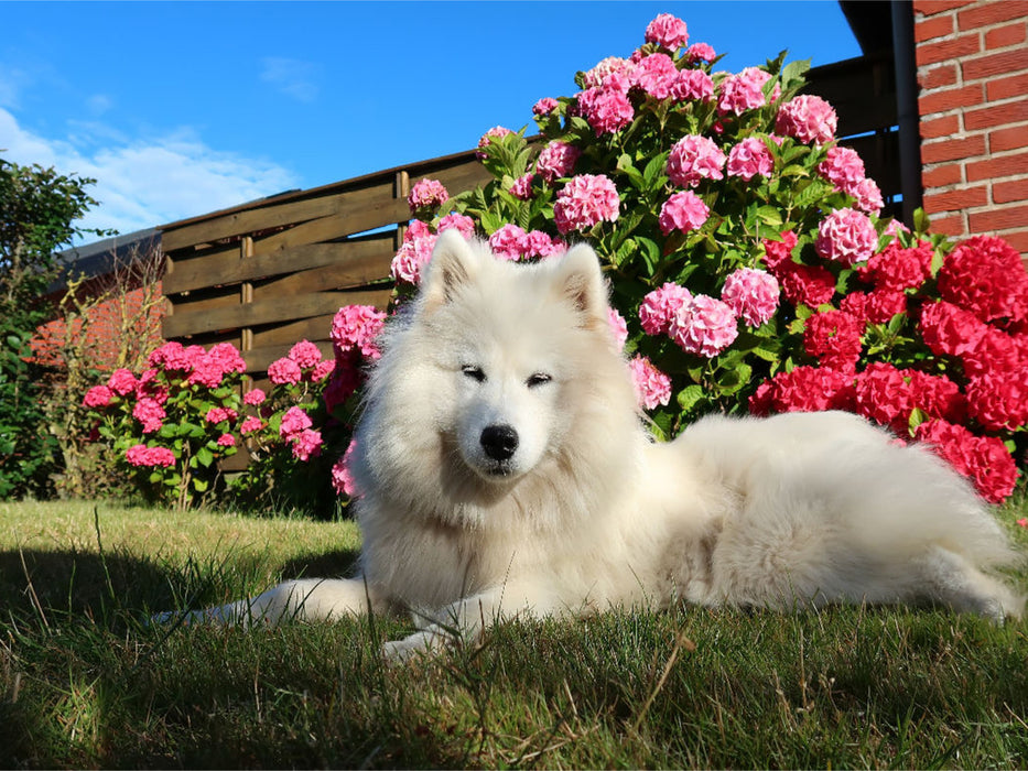 Samojede im Garten 1000 Teile Puzzle quer - CALVENDO Foto-Puzzle'