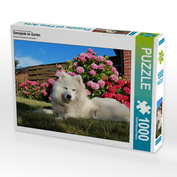 Samojede im Garten 1000 Teile Puzzle quer - CALVENDO Foto-Puzzle'