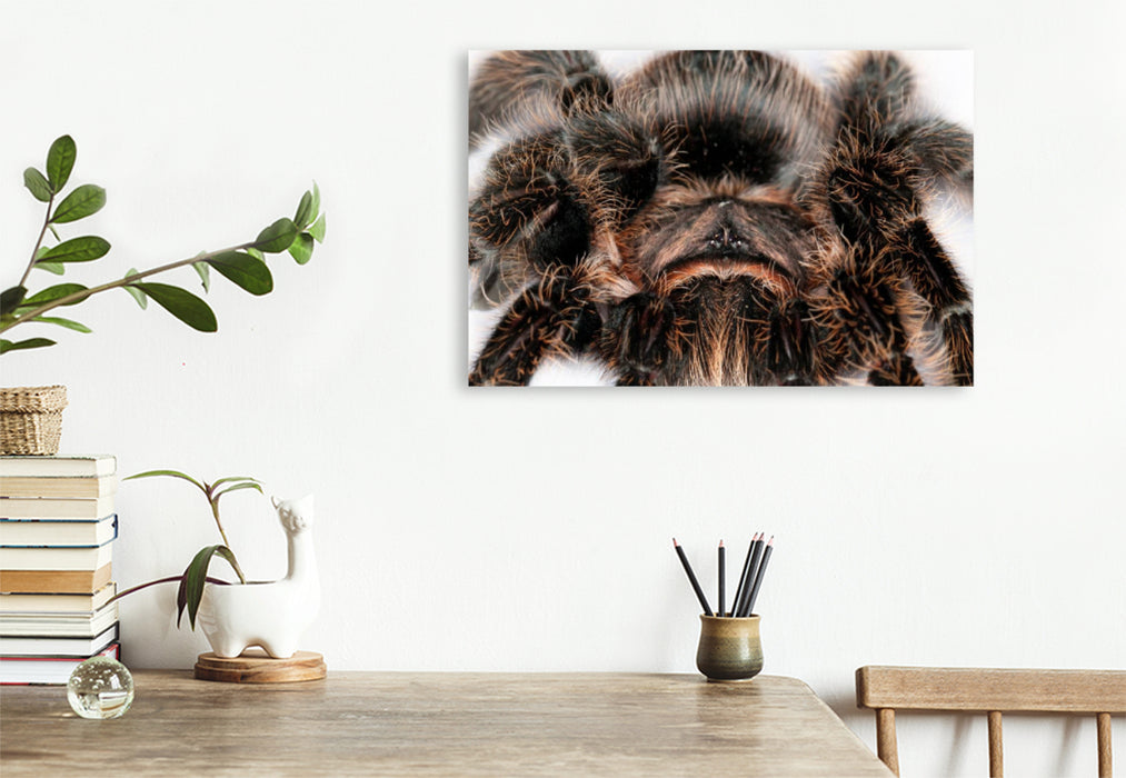 Premium textile canvas Premium textile canvas 90 cm x 60 cm landscape tarantula 