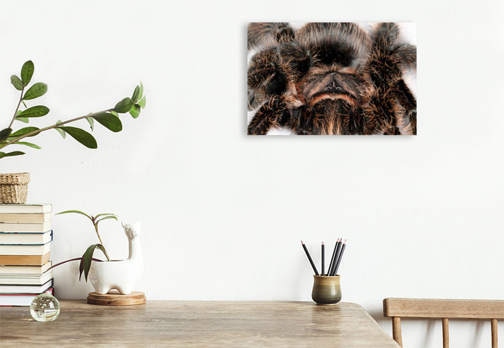 Premium textile canvas Premium textile canvas 90 cm x 60 cm landscape tarantula 