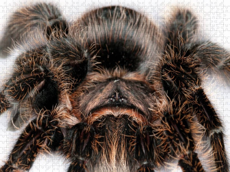 Vogelspinne - CALVENDO Foto-Puzzle'