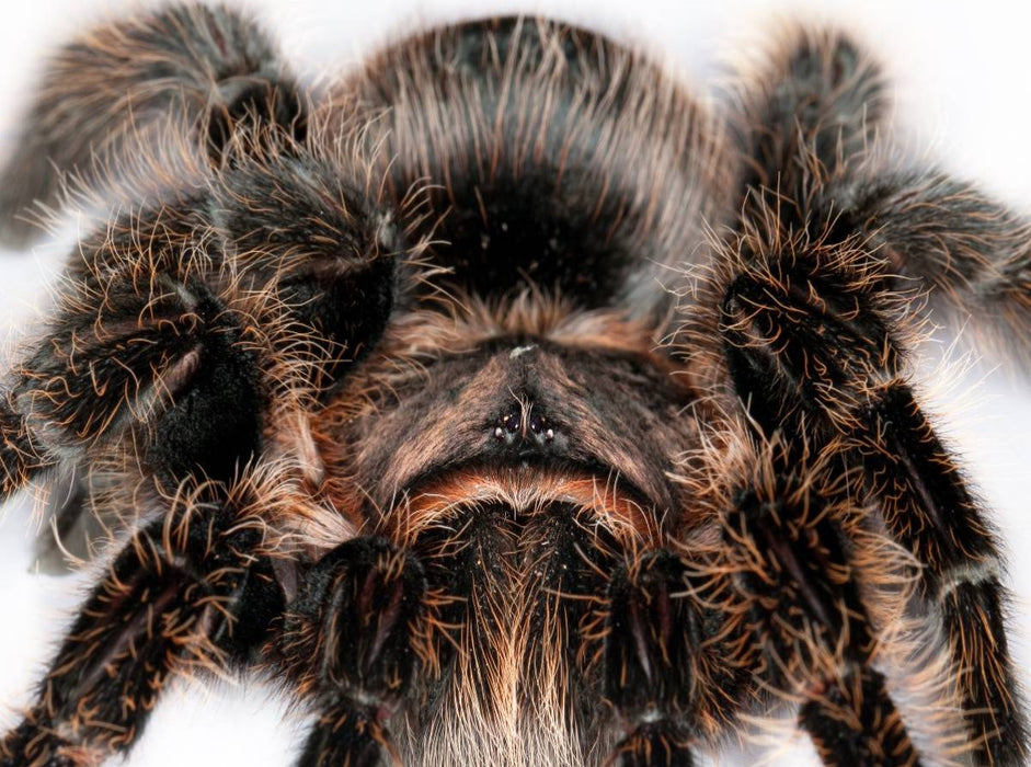 Vogelspinne 2000 Teile Puzzle quer - CALVENDO Foto-Puzzle'