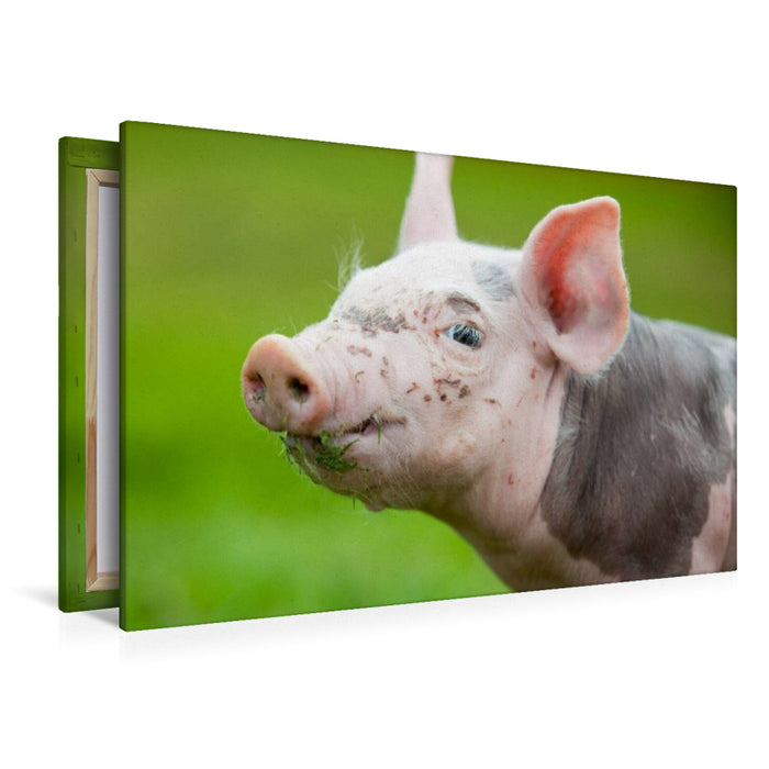 Premium Textil-Leinwand Schwein