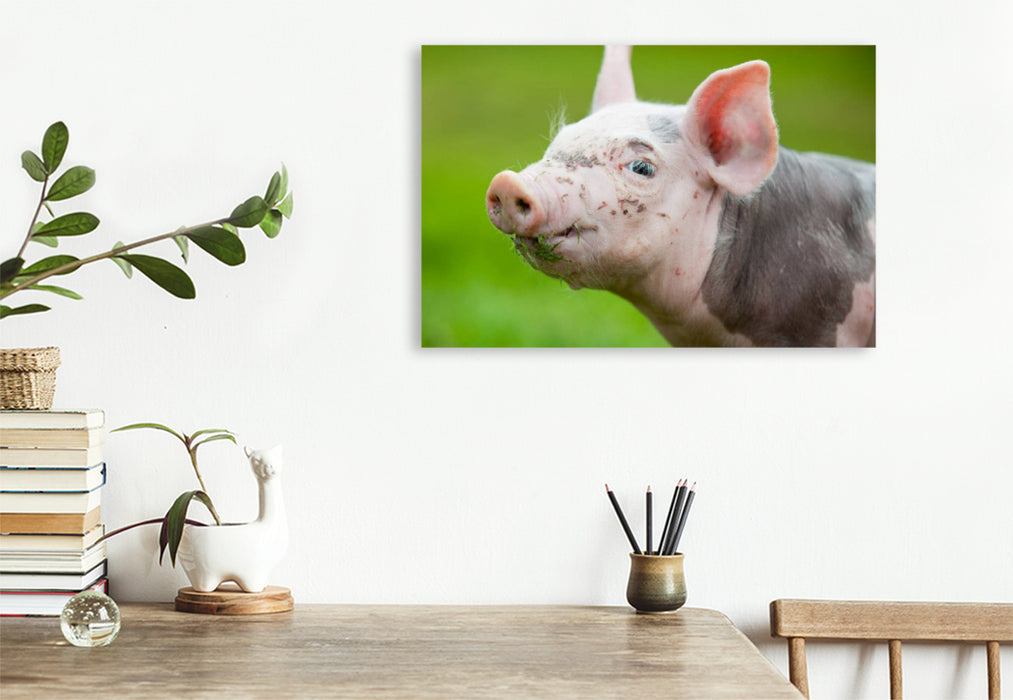 Premium textile canvas Premium textile canvas 120 cm x 80 cm landscape pig 