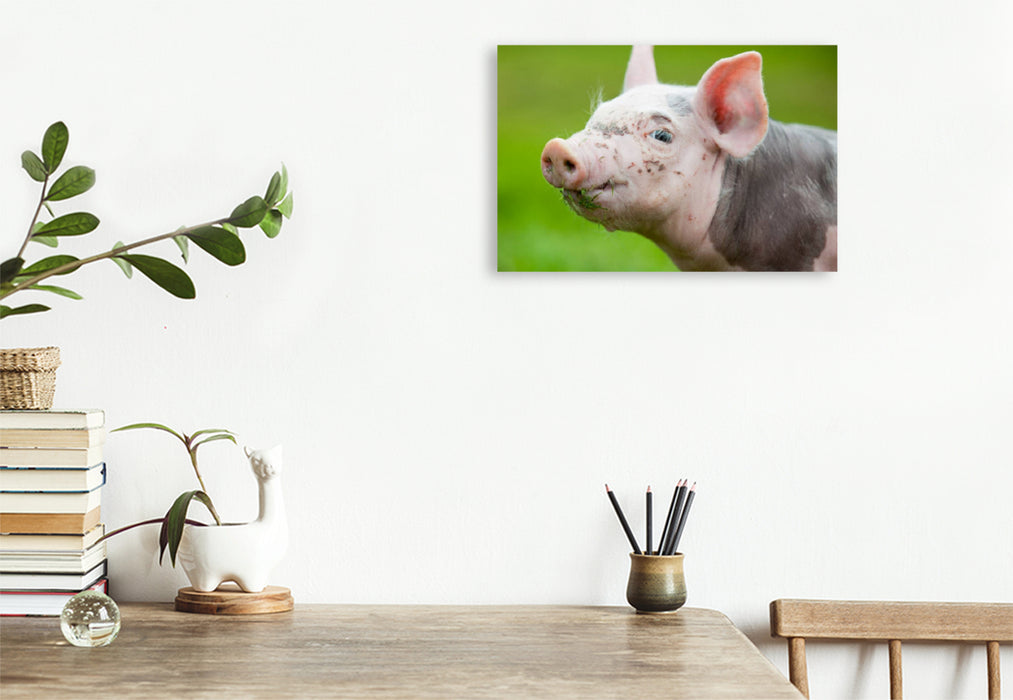 Premium textile canvas Premium textile canvas 120 cm x 80 cm landscape pig 