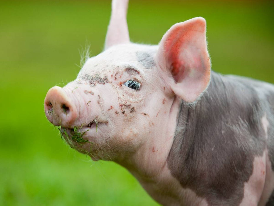 Schwein - CALVENDO Foto-Puzzle'