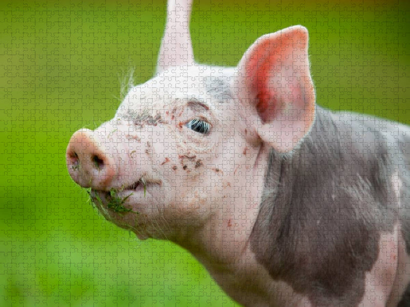 Schwein - CALVENDO Foto-Puzzle'
