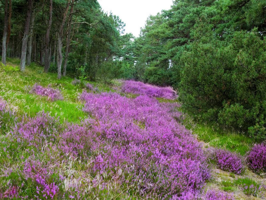 Heidelandschaft in Dänemark - CALVENDO Foto-Puzzle'