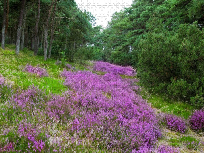 Heidelandschaft in Dänemark - CALVENDO Foto-Puzzle'