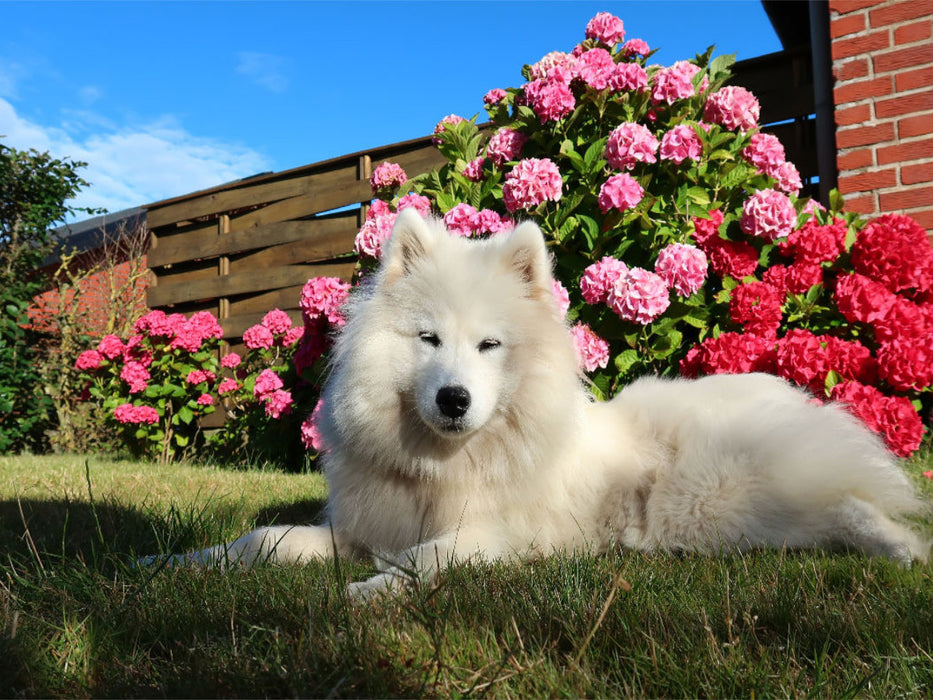 Samojede im Garten - CALVENDO Foto-Puzzle'