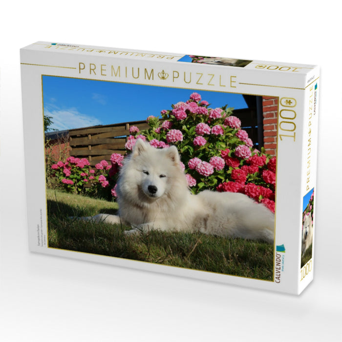 Samojede im Garten - CALVENDO Foto-Puzzle'