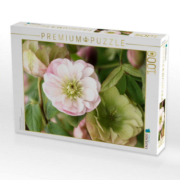 Christrosen, Helleborus - CALVENDO Foto-Puzzle'