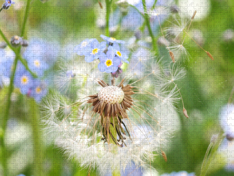 Pusteblume mit Vergissmeinnicht - CALVENDO Foto-Puzzle'