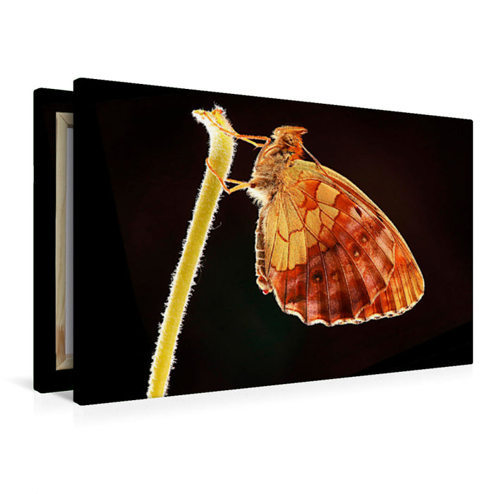 Premium Textil-Leinwand Brombeer-Perlmuttfalter (Brenthis daphne)