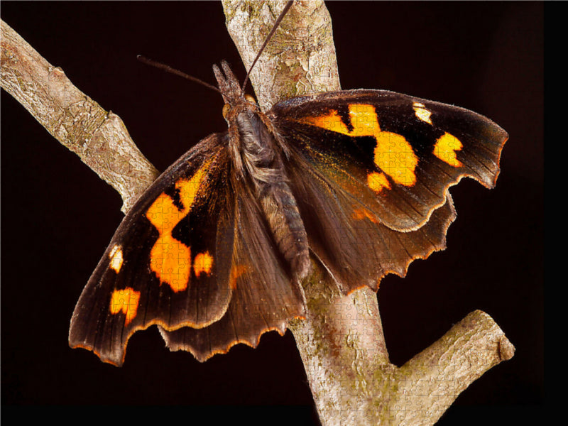 Zürgelbaumfalter (Libythea celtis) 1000 Teile Puzzle quer - CALVENDO Foto-Puzzle'