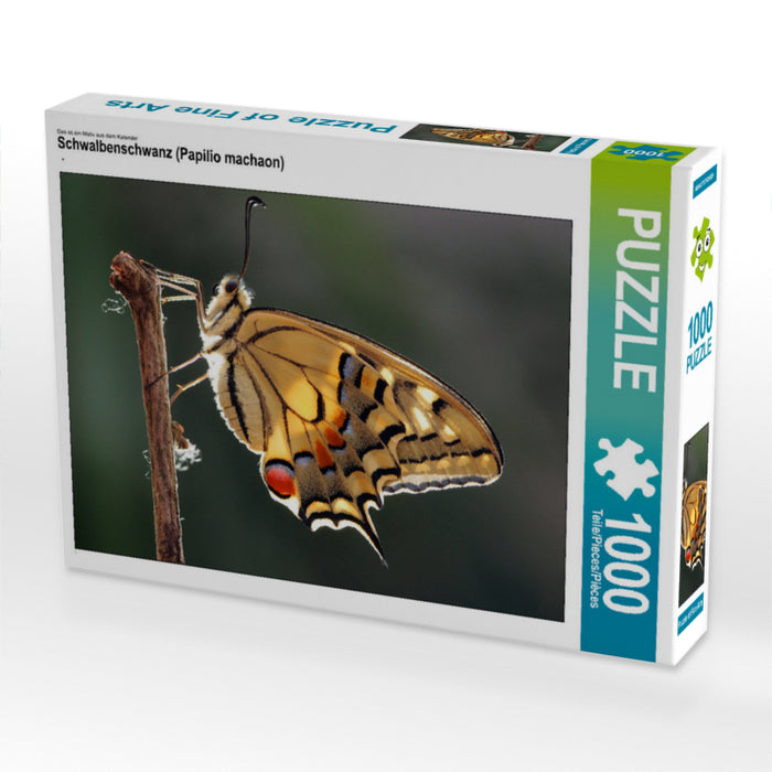 Swallowtail (Papilio machaon) - CALVENDO photo puzzle 