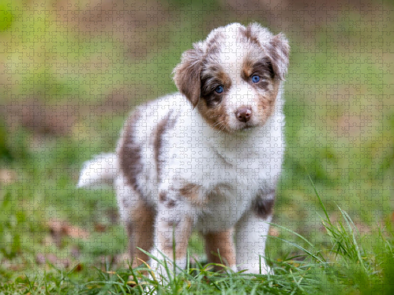 Gescheckter Aussie Welpe mit strahlend blauen Augen und rührenden Blick - CALVENDO Foto-Puzzle'