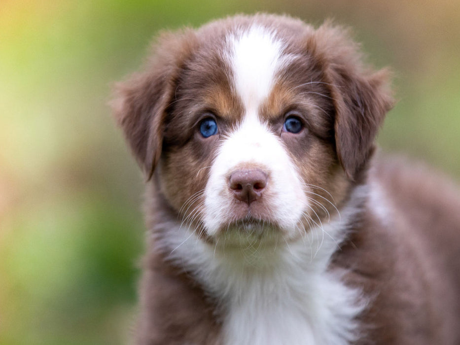 Zauberhafter brauner Aussie Welpe mit strahlend blauen Augen - CALVENDO Foto-Puzzle'