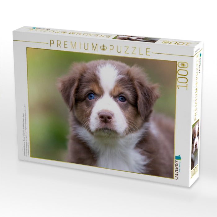 Zauberhafter brauner Aussie Welpe mit strahlend blauen Augen - CALVENDO Foto-Puzzle'