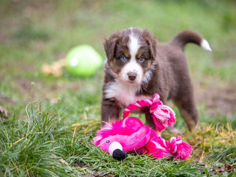 Süßer Australian Shepherd Welpe spielt mit einem Flamingo Stofftier 1000 Teile Puzzle quer - CALVENDO Foto-Puzzle'
