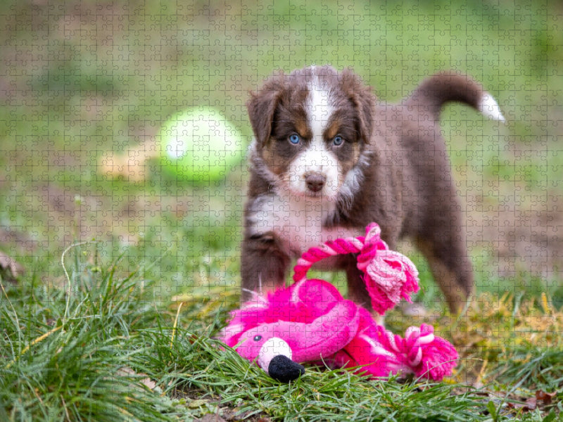 Süßer Australian Shepherd Welpe spielt mit einem Flamingo Stofftier - CALVENDO Foto-Puzzle'