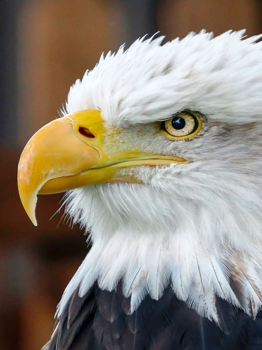 Adler - CALVENDO Foto-Puzzle'