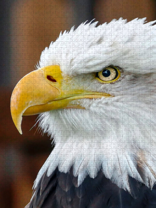 Adler - CALVENDO Foto-Puzzle'