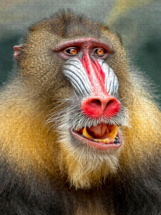 Affe - CALVENDO Foto-Puzzle'