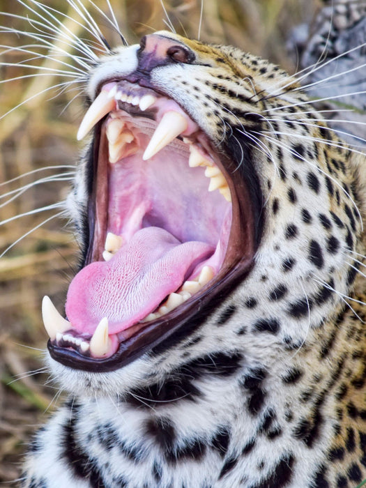Gepard - CALVENDO Foto-Puzzle'