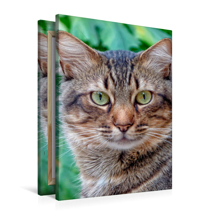 Premium Textil-Leinwand Katze