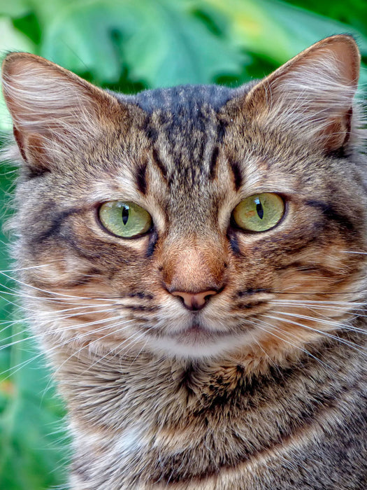 Katze - CALVENDO Foto-Puzzle'