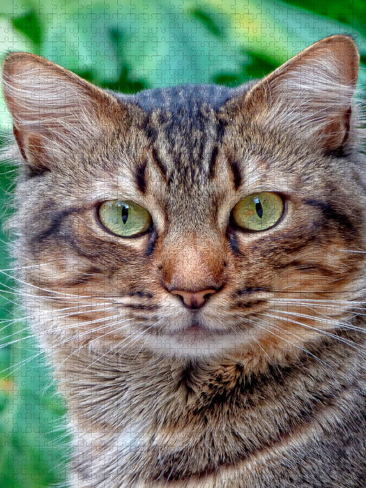 Katze - CALVENDO Foto-Puzzle'