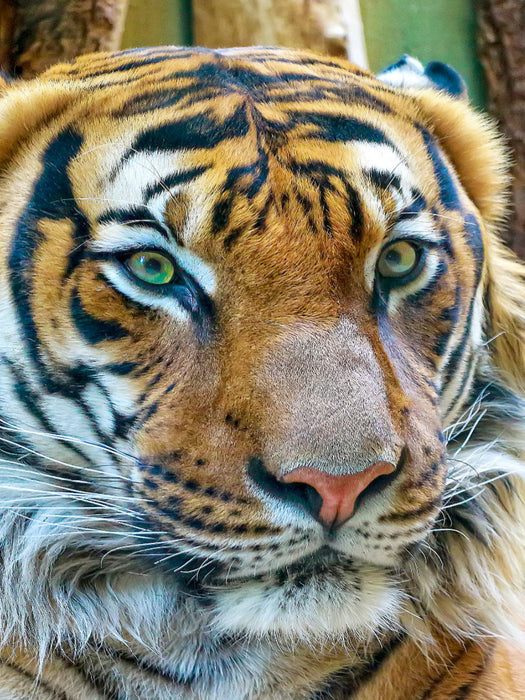Tiger - CALVENDO Foto-Puzzle'